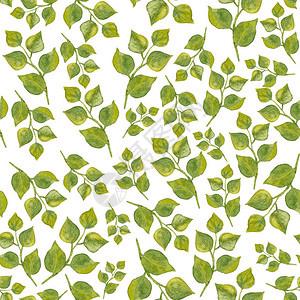 背景上的水彩绿叶树枝手绘圆形尖叶非常适合包装纸纺织品墙纸图片素材